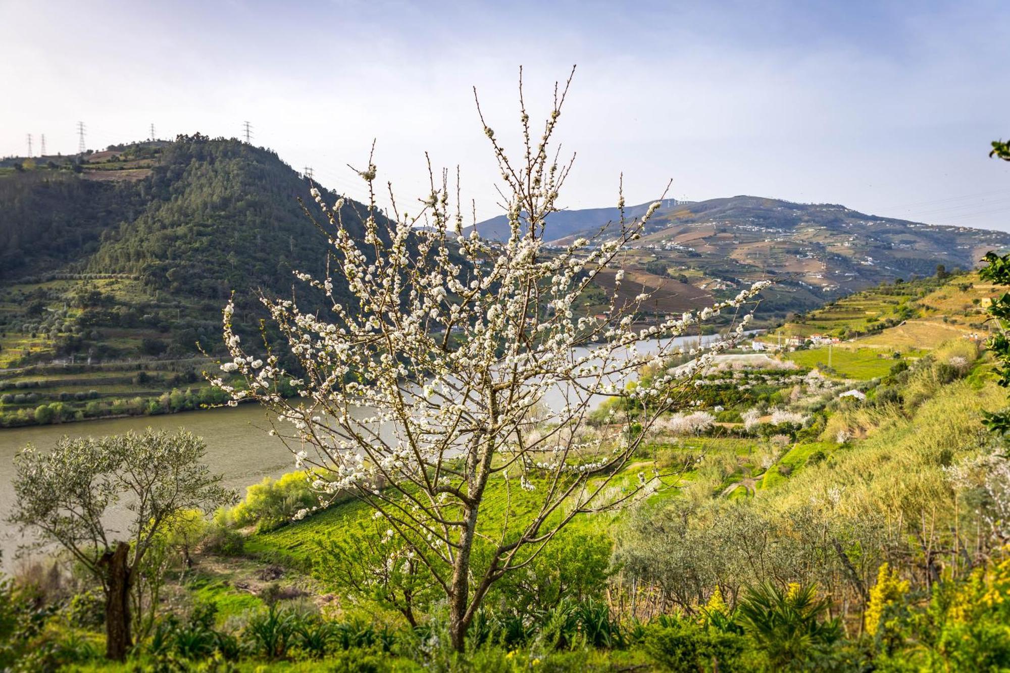 Fraga Douro House, Douro Valley Resende Exterior photo